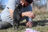 Bruce, a male French Bulldog and Olde English Bulldogge for sale in Grove, OK – Photo 6 of 7