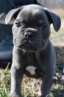Bruce, a male French Bulldog and Olde English Bulldogge for sale in Grove, OK – Photo 3 of 7