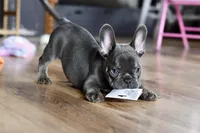 Free delivery Rolla MO 3/8, a male French Bulldog and Olde English Bulldogge for sale in Grove, OK – Photo 4 of 10