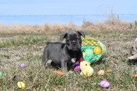 Bruce, a male French Bulldog and Olde English Bulldogge for sale in Grove, OK – Photo 7 of 7