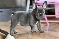 Free delivery Rolla MO 3/8, a male French Bulldog and Olde English Bulldogge for sale in Grove, OK – Photo 2 of 10