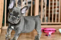 Free delivery Rolla MO 3/8, a male French Bulldog and Olde English Bulldogge for sale in Grove, OK – Photo 5 of 10