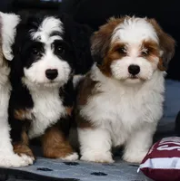 Mabel, a female Miniature Bernedoodle for sale in Grove, OK – 10 of 10