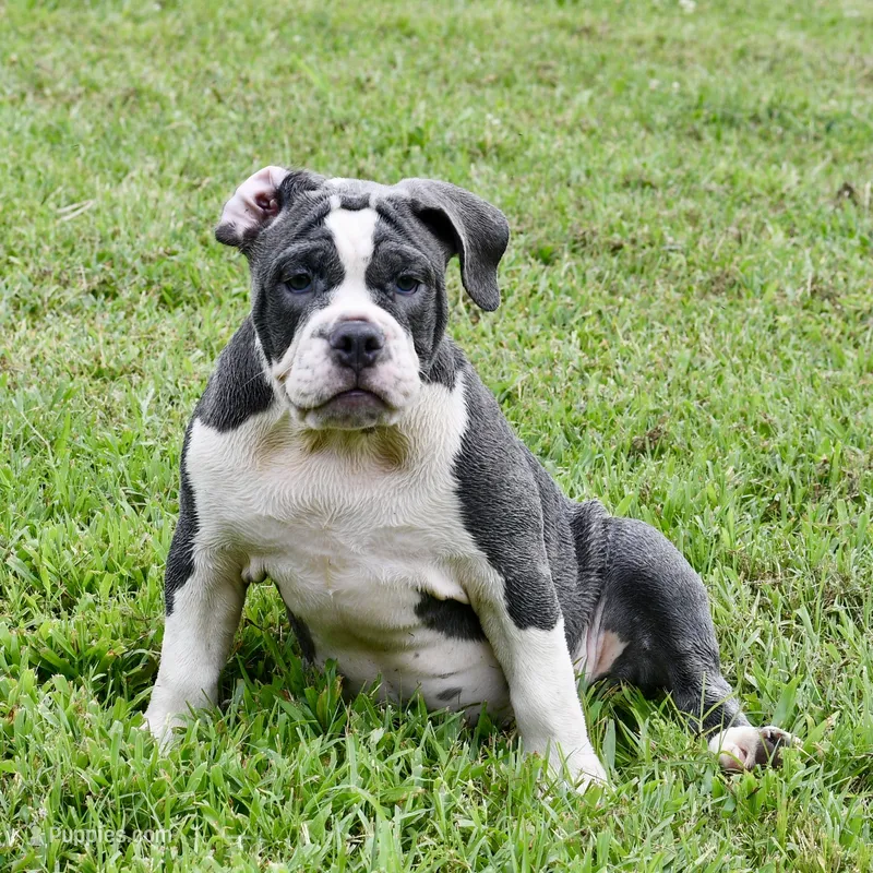 Hazel (blue and white) – English Bulldog, Olde English Bulldogge puppy for sale in Grove, OK
