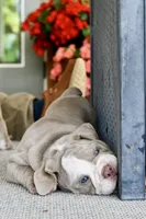 Clyde, a male English Bulldog and Olde English Bulldogge for sale in Grove, OK – 3 of 10