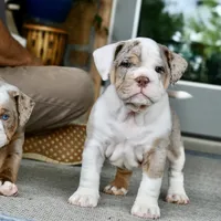 Stuffy, a male English Bulldog and Olde English Bulldogge for sale in Grove, OK – 4 of 10
