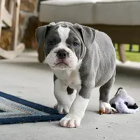 Hazel, a female English Bulldog and Olde English Bulldogge for sale in Grove, OK – 6 of 10