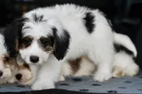 Hazel, a female Miniature Bernedoodle for sale in Grove, OK – 3 of 9