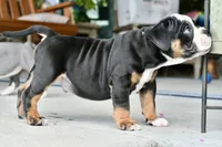 Jack, a male English Bulldog and Olde English Bulldogge for sale in Grove, OK – 9 of 10