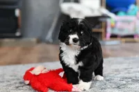 Willow, a female Miniature Bernedoodle for sale in Grove, OK – Photo 6 of 7