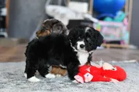 Willow, a female Miniature Bernedoodle for sale in Grove, OK – Photo 2 of 7
