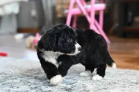 Willow, a female Miniature Bernedoodle for sale in Grove, OK – Photo 3 of 7