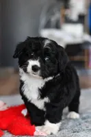 Willow, a female Miniature Bernedoodle for sale in Grove, OK – Photo 1 of 7