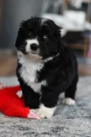 Willow, a female Miniature Bernedoodle for sale in Grove, OK – Photo 7 of 7