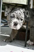 Sydney, a female English Bulldog and Olde English Bulldogge for sale in Grove, OK – 4 of 10
