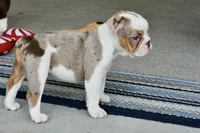 Tink, a female English Bulldog and Olde English Bulldogge for sale in Grove, OK – 7 of 10