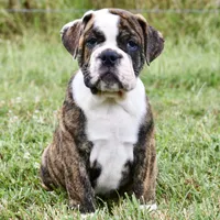 Toby, a male English Bulldog and Olde English Bulldogge for sale in Grove, OK – 2 of 10