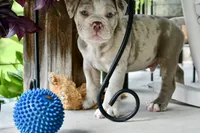 Louie, a male English Bulldog and Olde English Bulldogge for sale in Grove, OK – 10 of 10