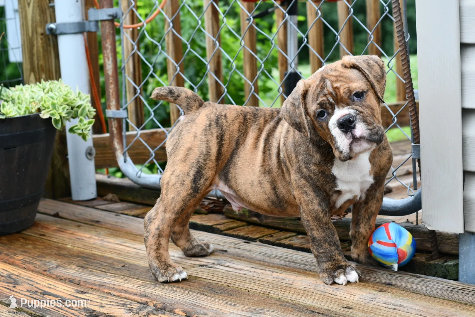 Red, a male Olde English Bulldogge for sale in Grove, OK – 4 of 10