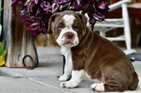 Darla, a female English Bulldog and Olde English Bulldogge for sale in Grove, OK – 4 of 9