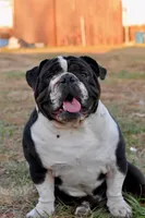 Rascal , a male English Bulldog and Olde English Bulldogge for sale in Grove, OK – 10 of 10