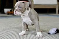 Rosey, a female English Bulldog and Olde English Bulldogge for sale in Grove, OK – 2 of 9