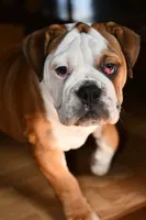 Kenya, a female English Bulldog and Olde English Bulldogge for sale in Grove, OK – 2 of 10