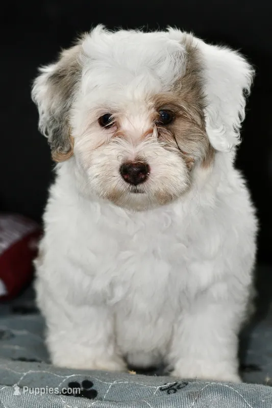 Pearl – Miniature Bernedoodle puppy for sale in Grove, OK