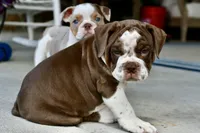 Darla, a female English Bulldog and Olde English Bulldogge for sale in Grove, OK – 5 of 9