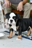 Jack, a male English Bulldog and Olde English Bulldogge for sale in Grove, OK – 7 of 10