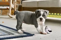 Hazel, a female English Bulldog and Olde English Bulldogge for sale in Grove, OK – 5 of 10