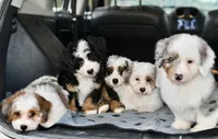 Thelma, a female Miniature Bernedoodle for sale in Grove, OK – 9 of 9