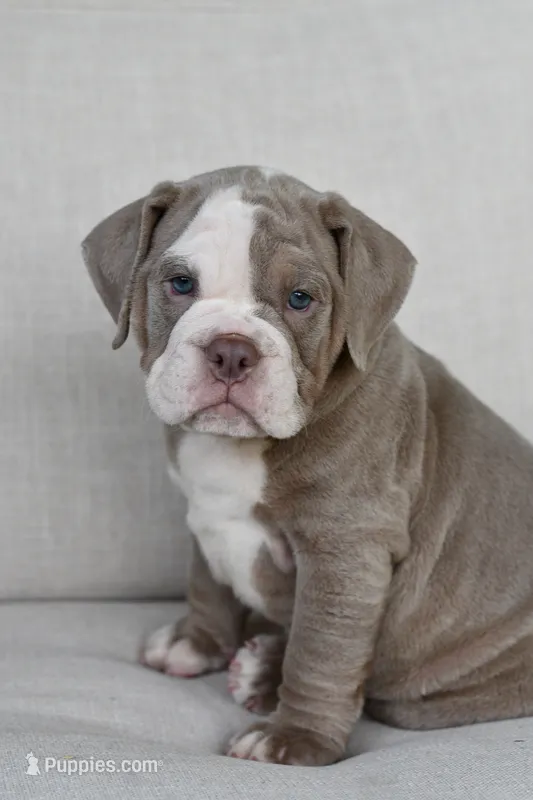 Clyde – English Bulldog, Olde English Bulldogge puppy for sale in Grove, OK
