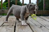Pepper, a female English Bulldog and Olde English Bulldogge for sale in Grove, OK – 10 of 10