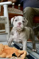 Louie, a male English Bulldog and Olde English Bulldogge for sale in Grove, OK – 4 of 10