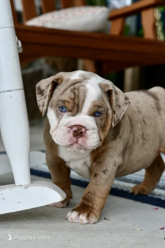 Rascal  – English Bulldog, Olde English Bulldogge puppy for sale in Grove, OK