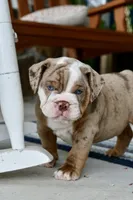 Rascal , a male English Bulldog and Olde English Bulldogge for sale in Grove, OK – 7 of 10