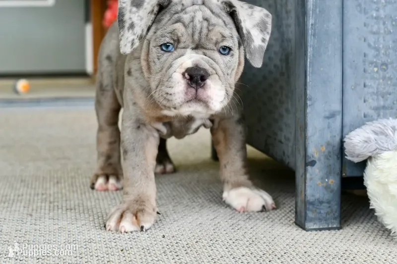 Sydney – English Bulldog, Olde English Bulldogge puppy for sale in Grove, OK