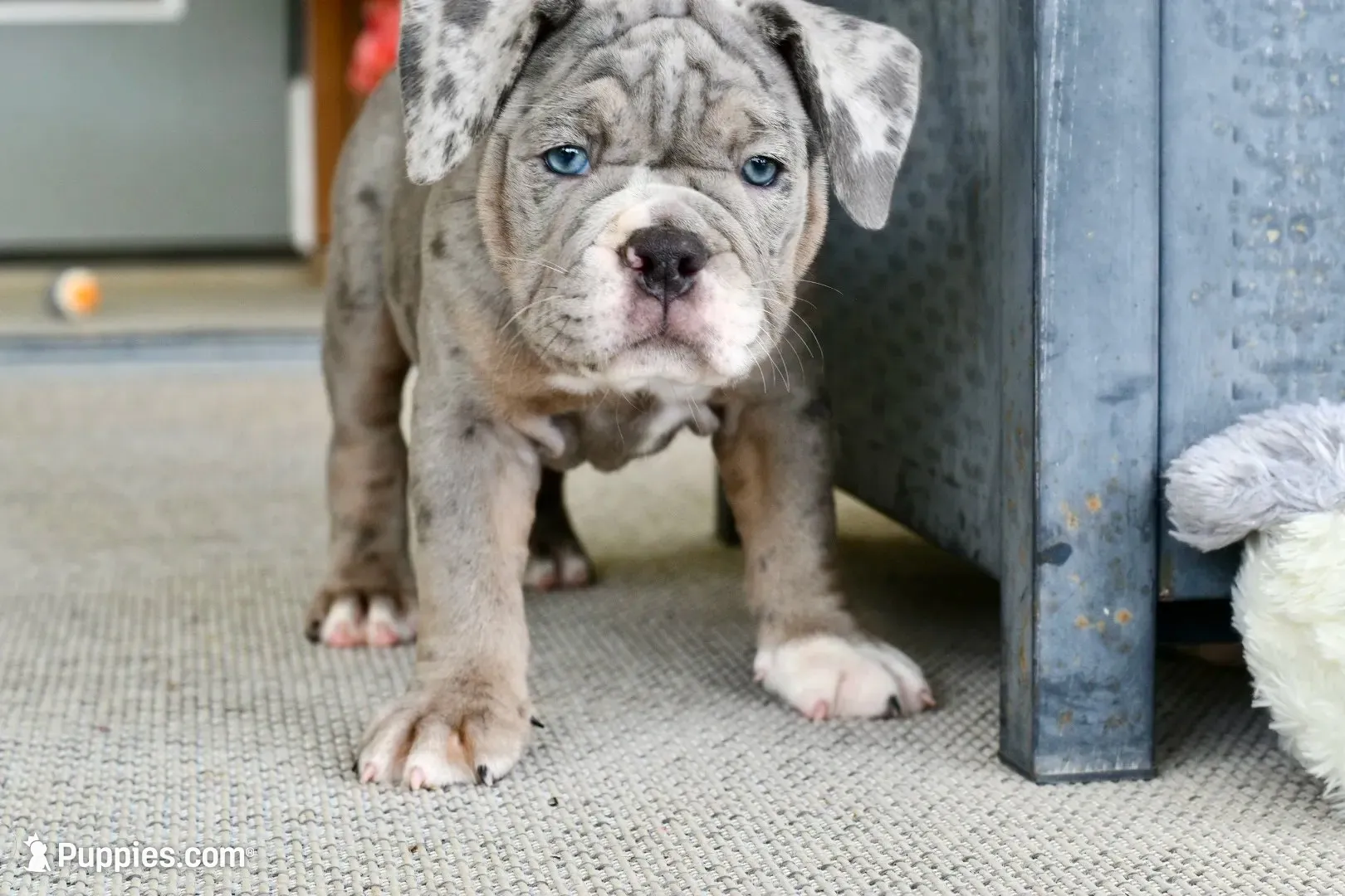 Sydney, a female English Bulldog and Olde English Bulldogge for sale in Grove, OK – 2 of 10