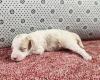 Rhoda, a female Maltipoo for sale in New Haven, IN – 2 of 4