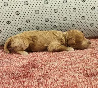 Ruby, a female Maltipoo for sale in New Haven, IN – 3 of 5