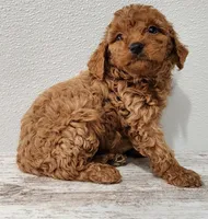 Garla, a female Goldendoodle for sale in New Haven, IN – Photo 3 of 4