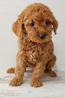 Garla, a female Goldendoodle for sale in New Haven, IN – Photo 2 of 4