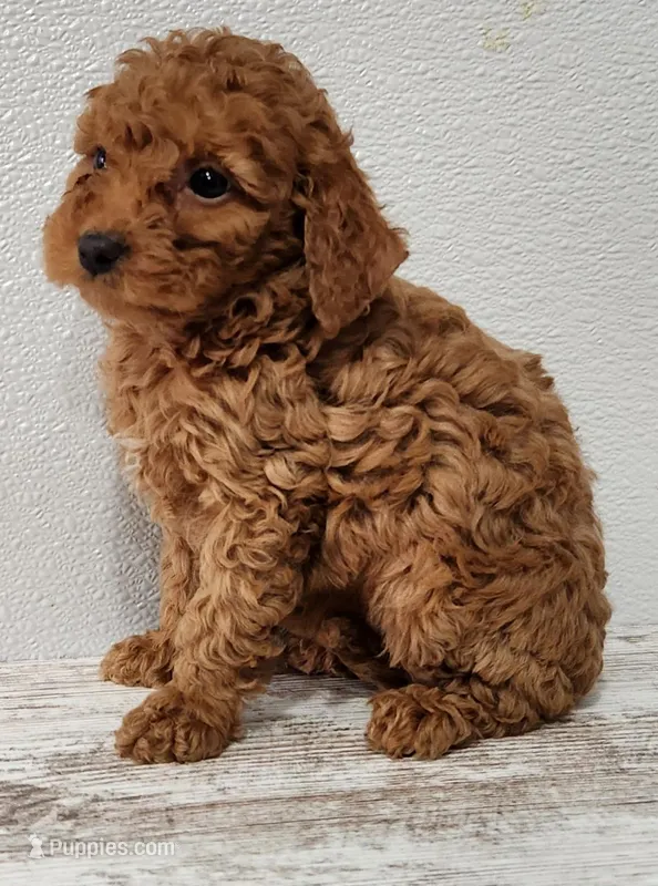 Garla – Goldendoodle puppy for sale in New Haven, IN
