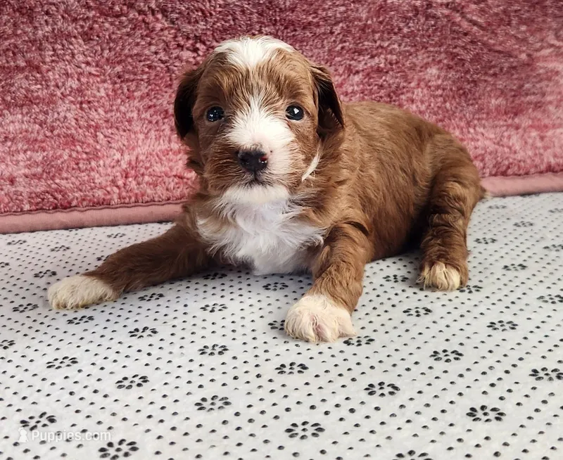 Randy – Maltipoo puppy for sale in New Haven, IN