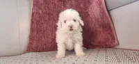 Griffin, a male Maltipoo for sale in New Haven, IN – 1 of 6