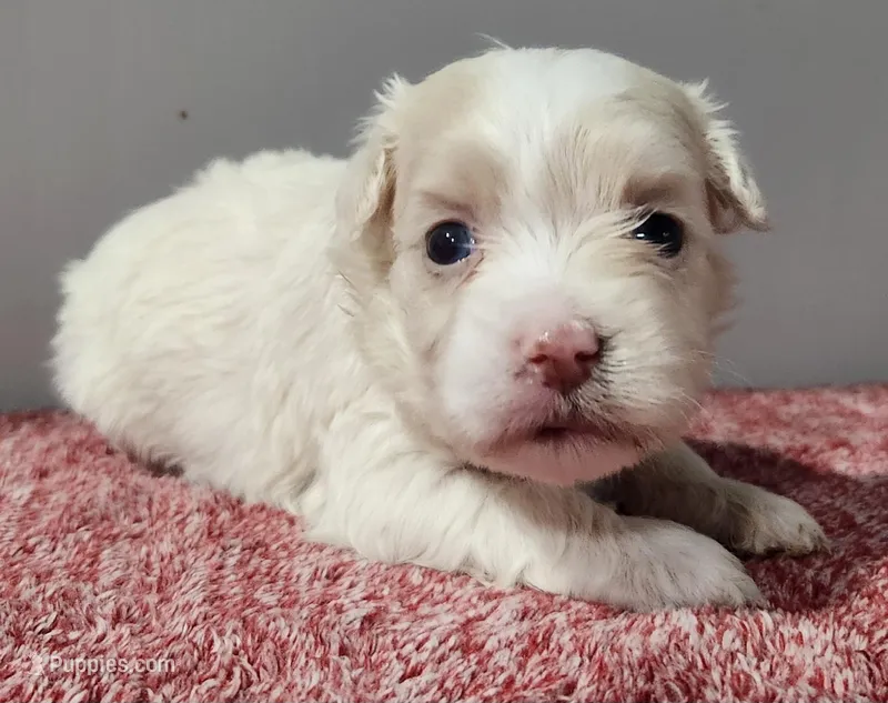 Gabby – Maltipoo puppy for sale in New Haven, IN