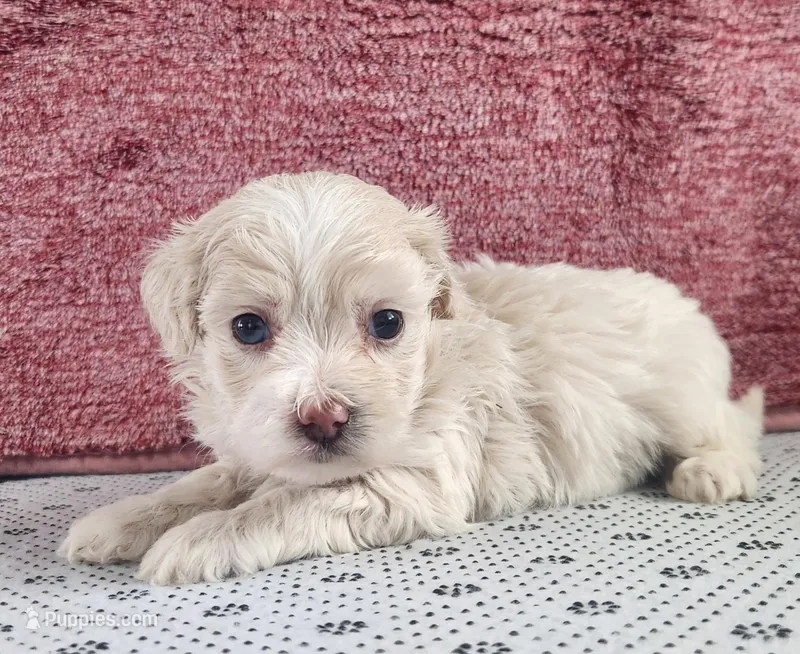 Gabby – Maltipoo puppy for sale in New Haven, IN