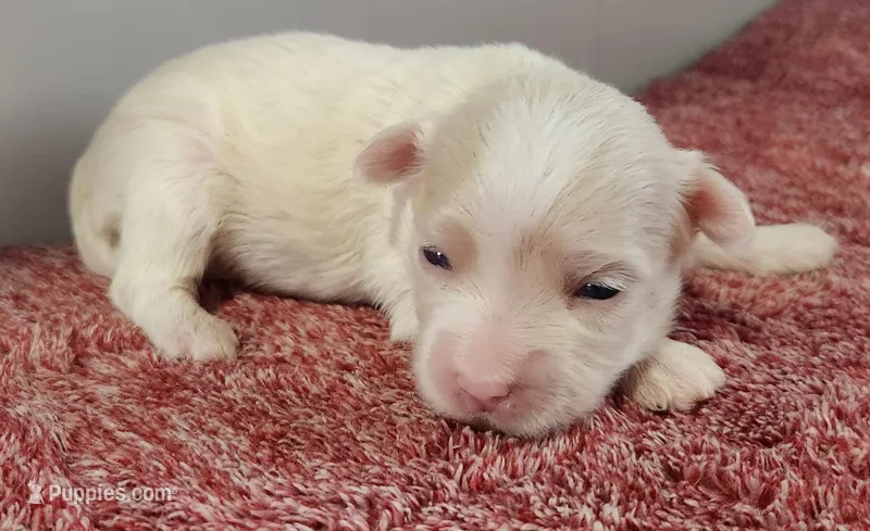 Gabby – Maltipoo puppy for sale in New Haven, IN
