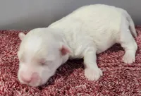 Gabby, a female Maltipoo for sale in New Haven, IN – Photo 4 of 5